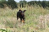 DOBERMANN 714